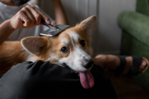 dog brush