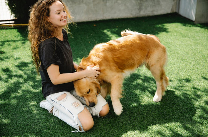 golden retriever