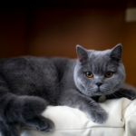 The Unmistakable Charm of British Shorthairs: Exploring Their Unique Personalities