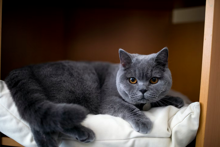 cats
